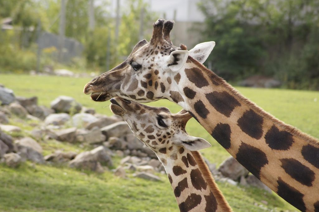 animal, giraffe, mammal-4638681.jpg