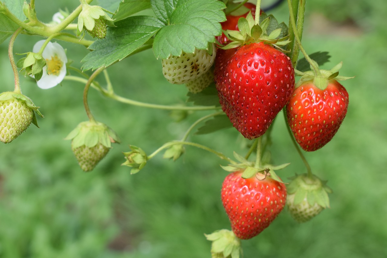 nature, strawberries, plants-4431075.jpg