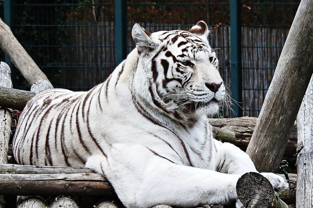 tiger, white, white-tiger-3657621.jpg