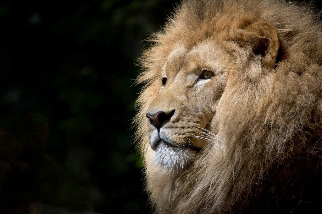 lion, animal, head-1118467.jpg