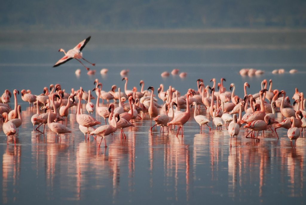 birds, flamingos, ornithology-1099071.jpg