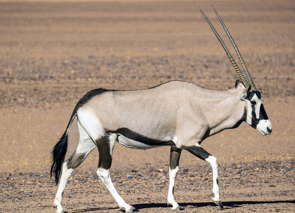 oryx antilope, desert, sossusvlei-5003719.jpg