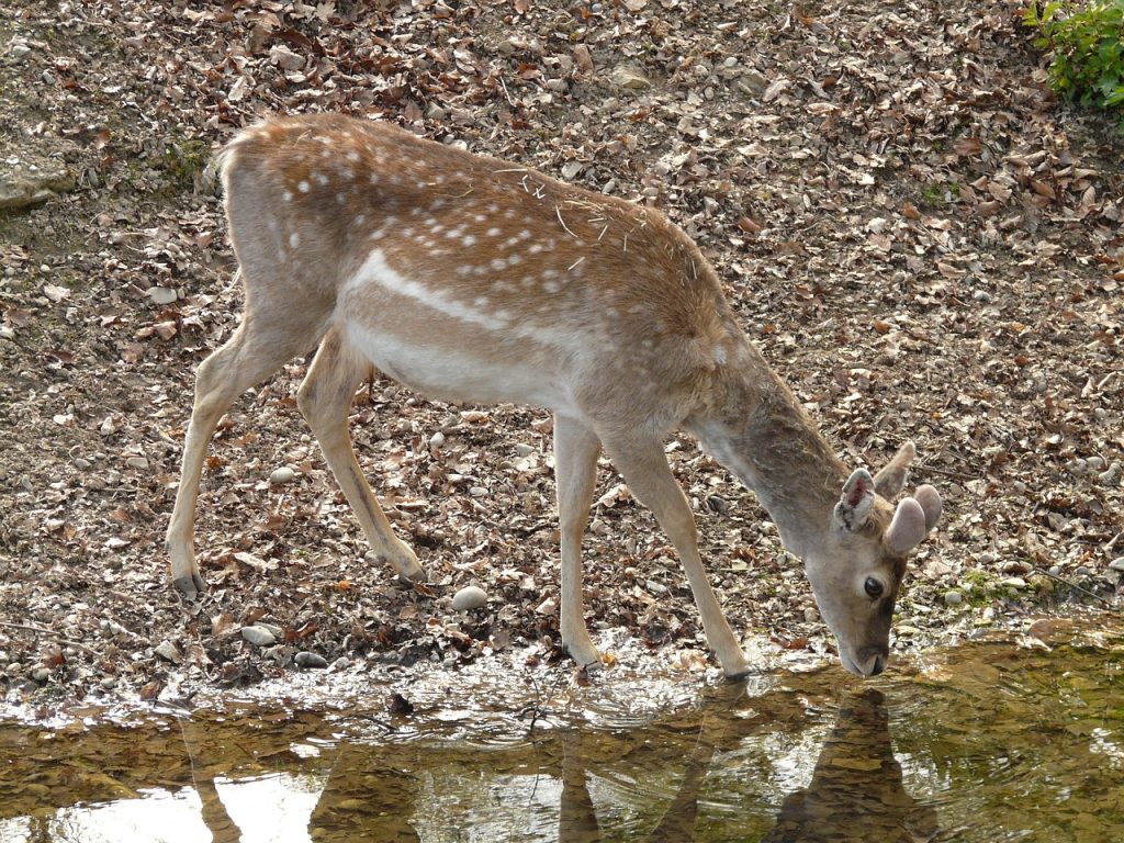 deer, fawn, capreolus capreolus-54007.jpg