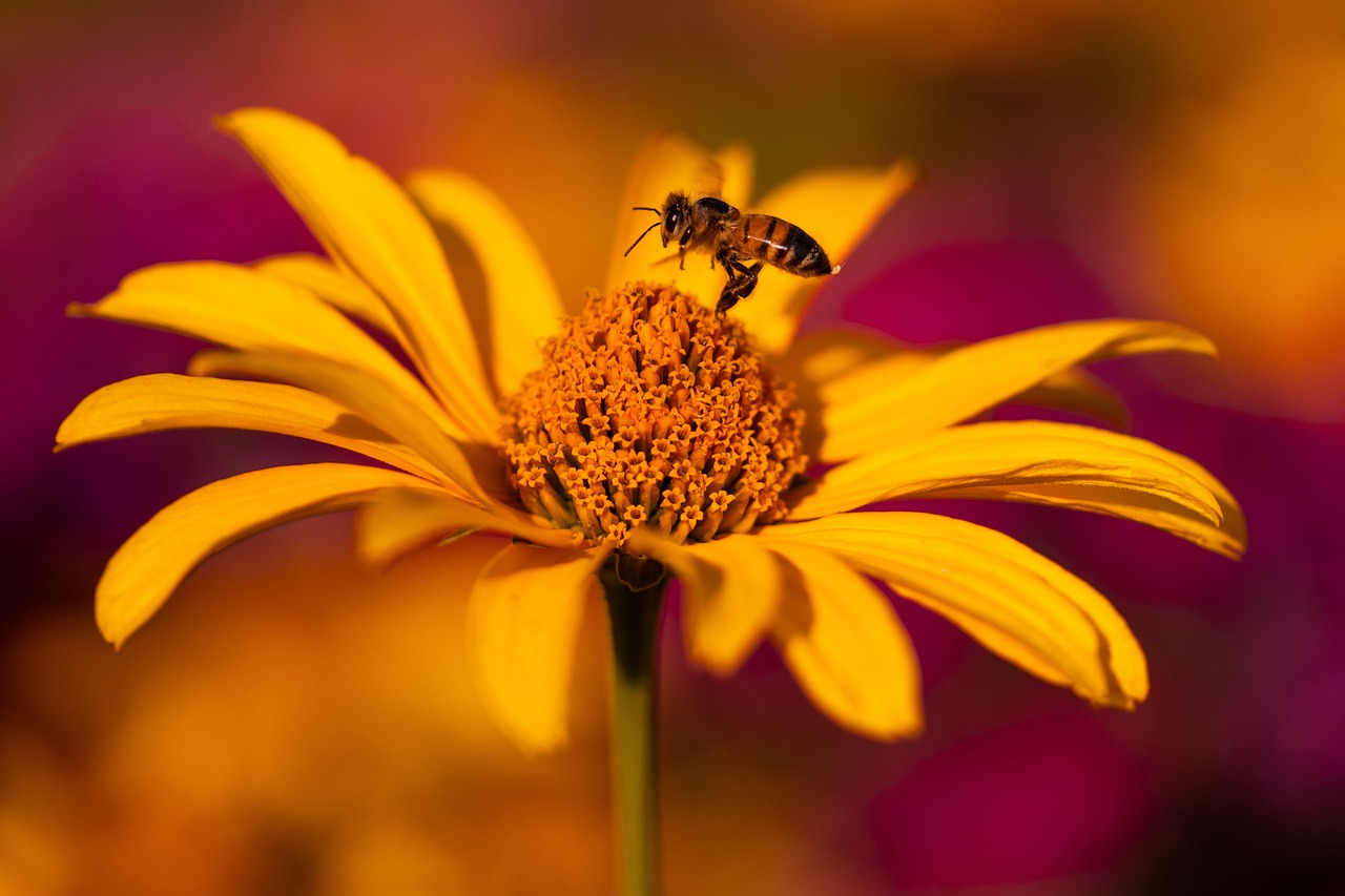 sun has, flower, echinacea-7391959.jpg