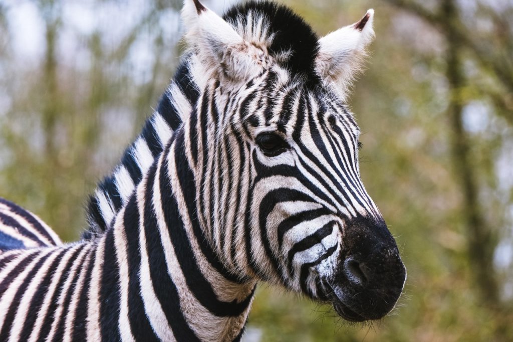 zebra, striped, strip-7057023.jpg