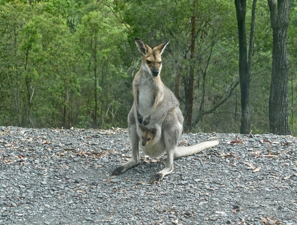 kangaroo, wallaby, joey, nature, australia, mammal, wildlife, standing, animal, kangaroo, kangaroo, kangaroo, kangaroo, kangaroo-2071265.jpg