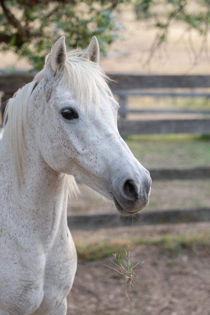 animal, horse, mammal, equine, species, fauna, australian pony, farm, horse, horse, horse, nature, horse, horse-4701318.jpg